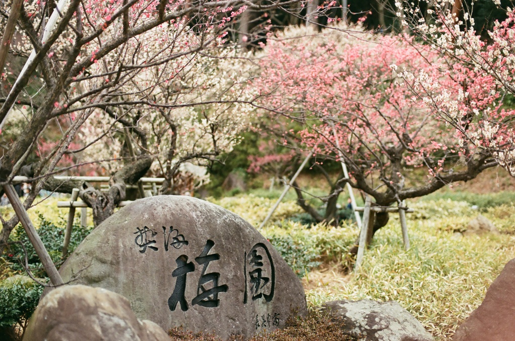 熱海梅園。