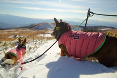 雪山ハイク。