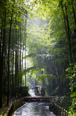 土砂降りの竹林