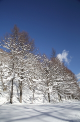 お散歩コースも雪化粧。