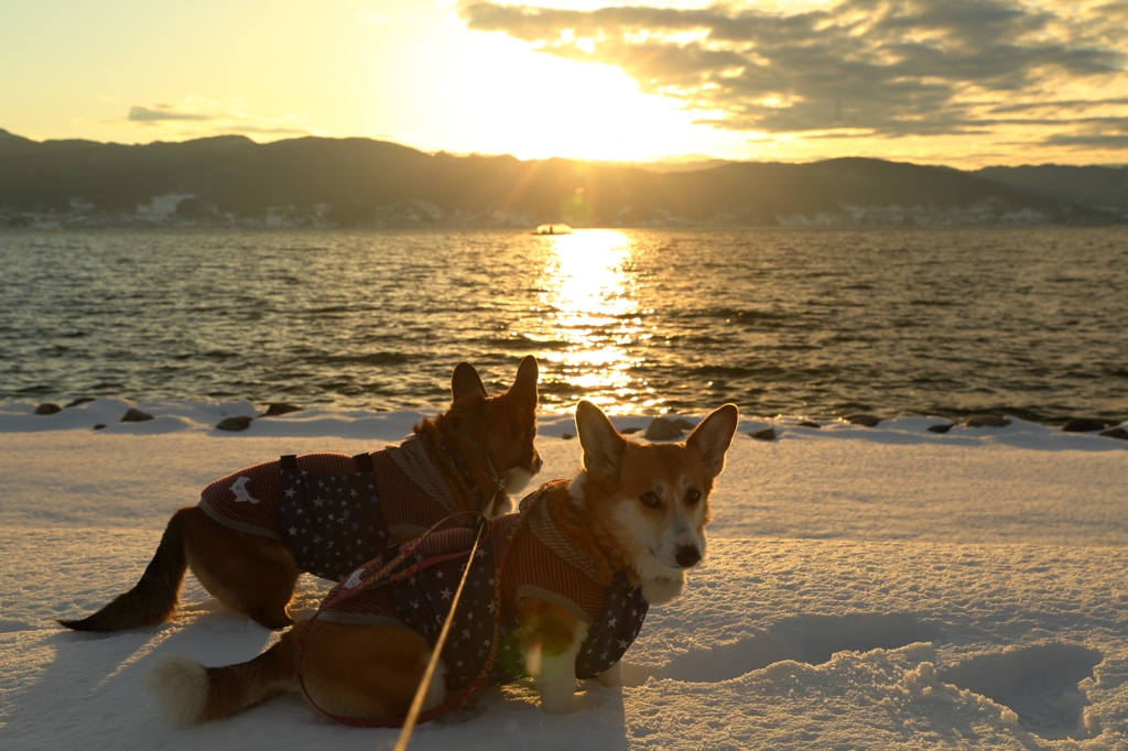 諏訪湖と夕日と短足と・・・。