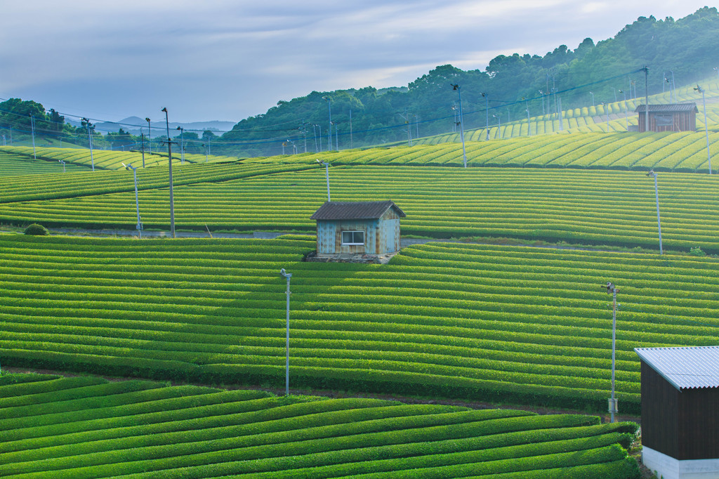 お茶畑③