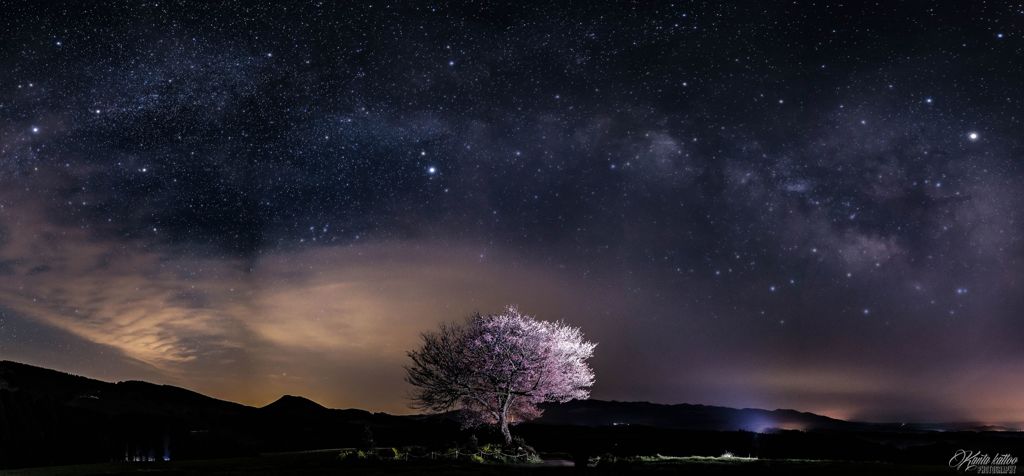 むけんはるの一本桜