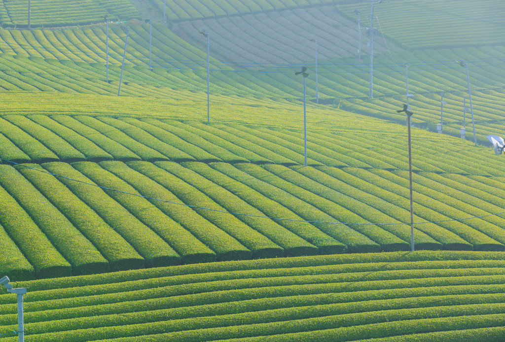 お茶畑①