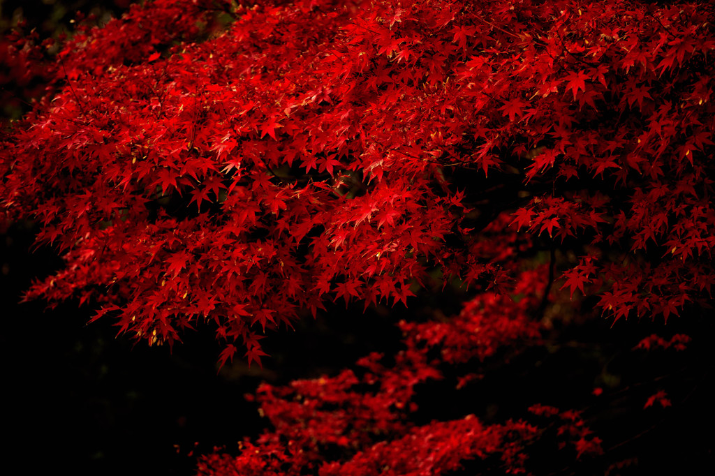 紅葉