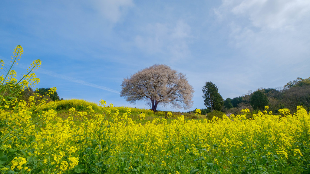 馬場の山桜