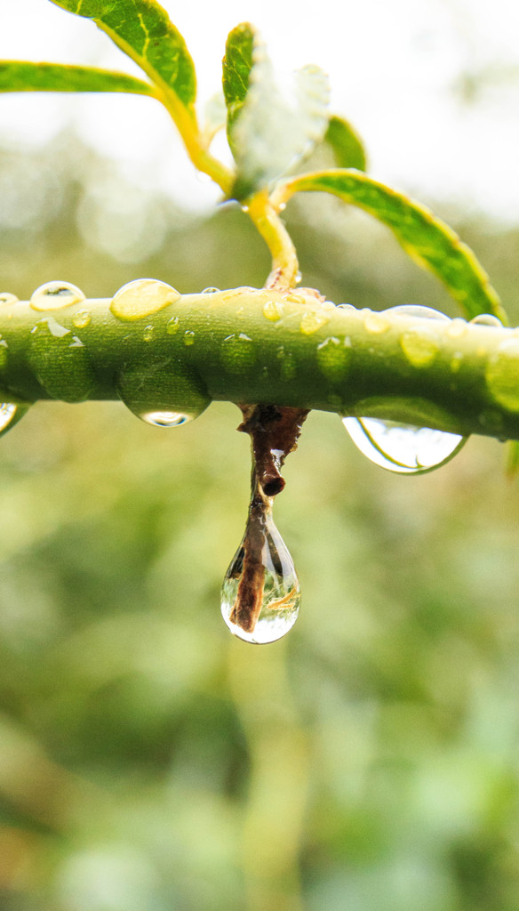 雨上がり