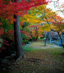紅葉