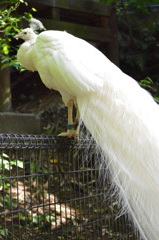 鳥界のスーパーモデル