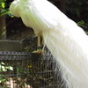 鳥界のスーパーモデル