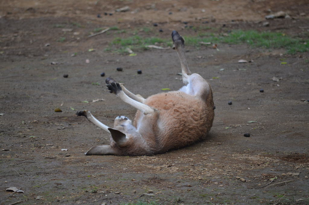 ごろごろー