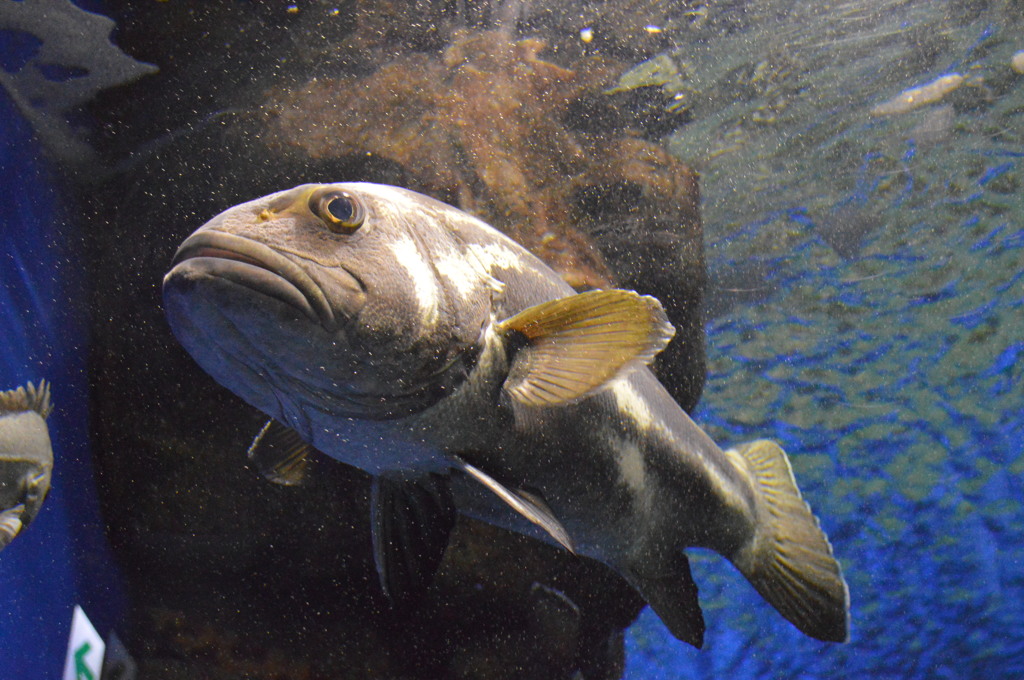 空飛ぶ魚