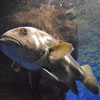 空飛ぶ魚