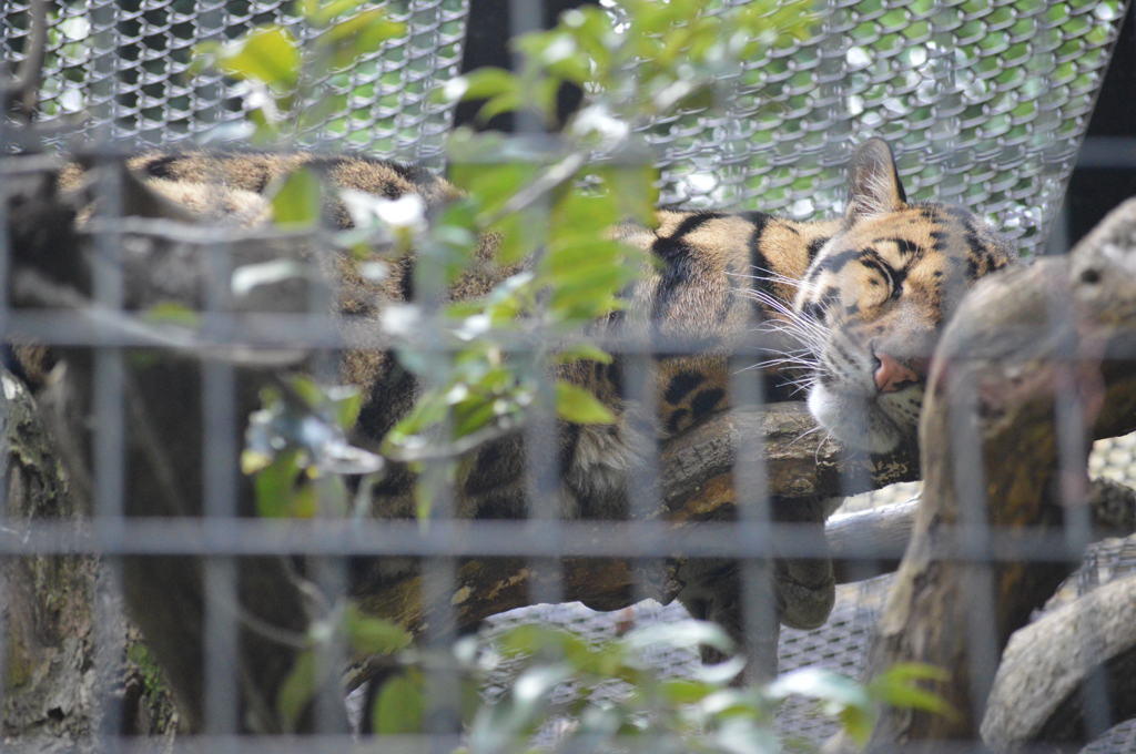 すやすやウンピョウ