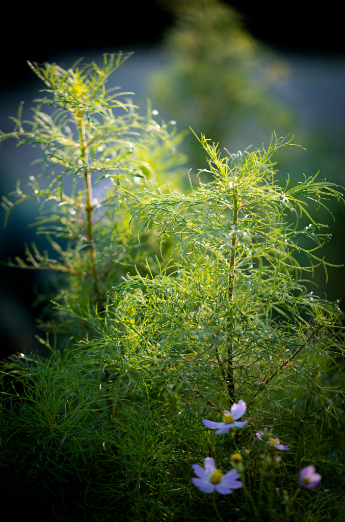 公園の花