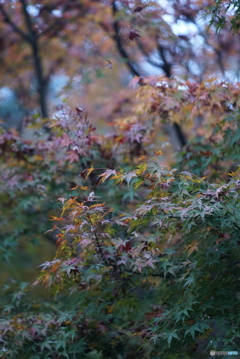 高尾山の紅葉色づき始め