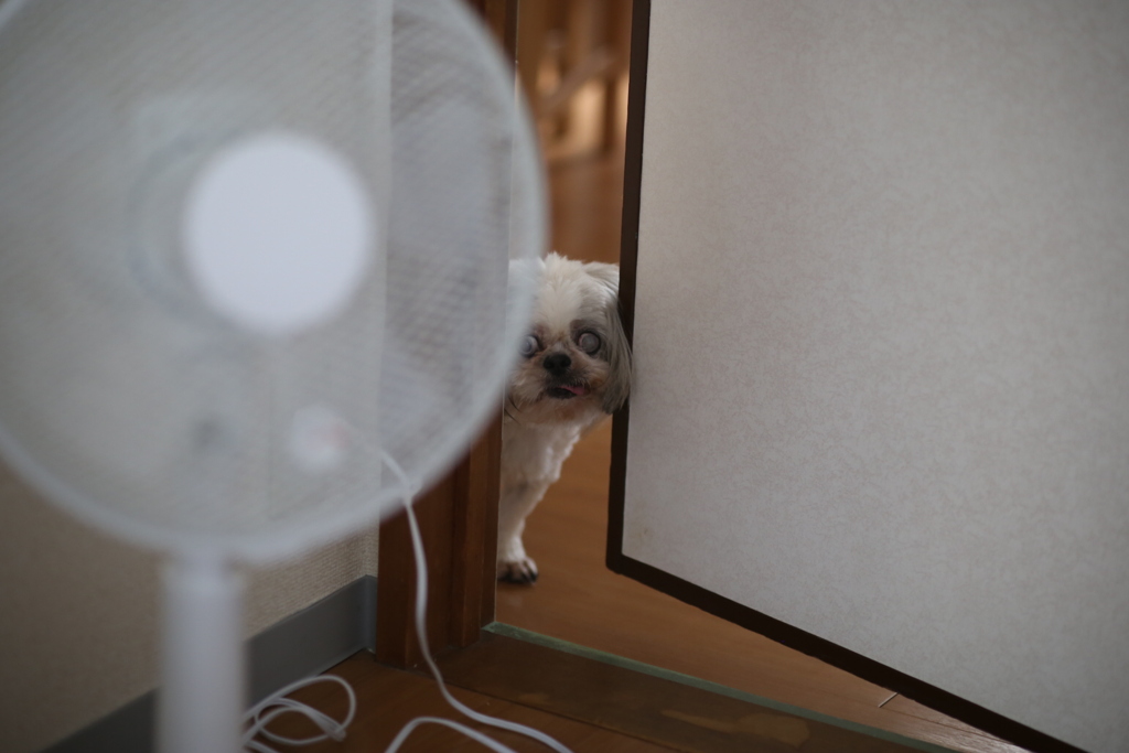 こっそり