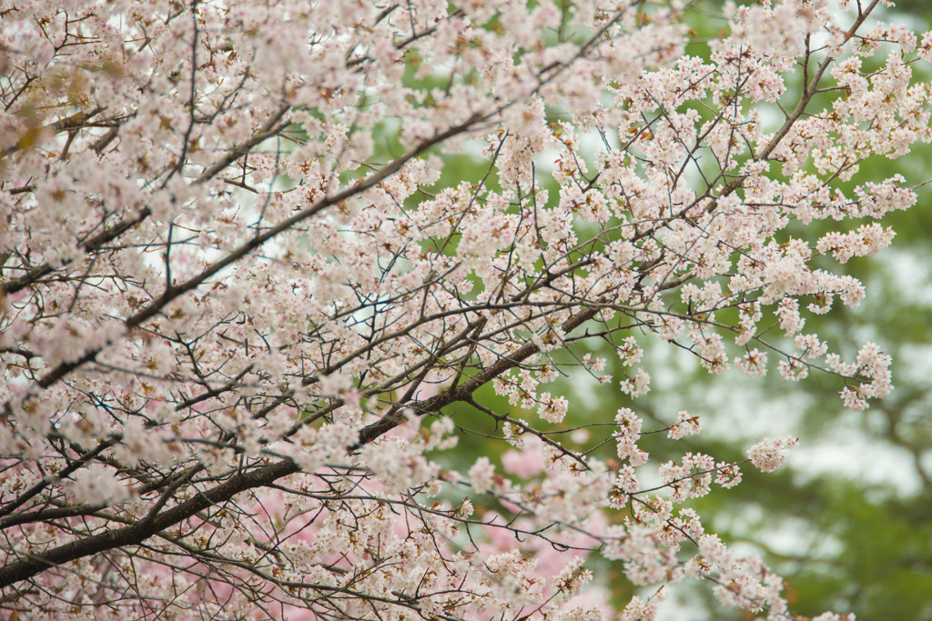 桜～その１～