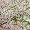 桜～その１～