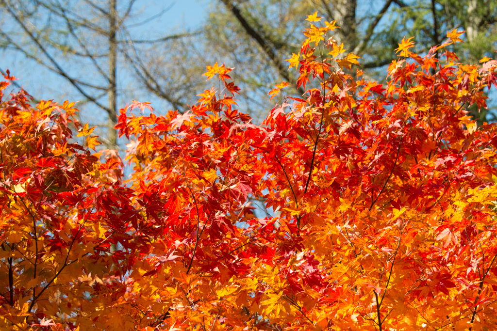 紅葉～青い池の周り～