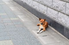 Street dog of olive Island