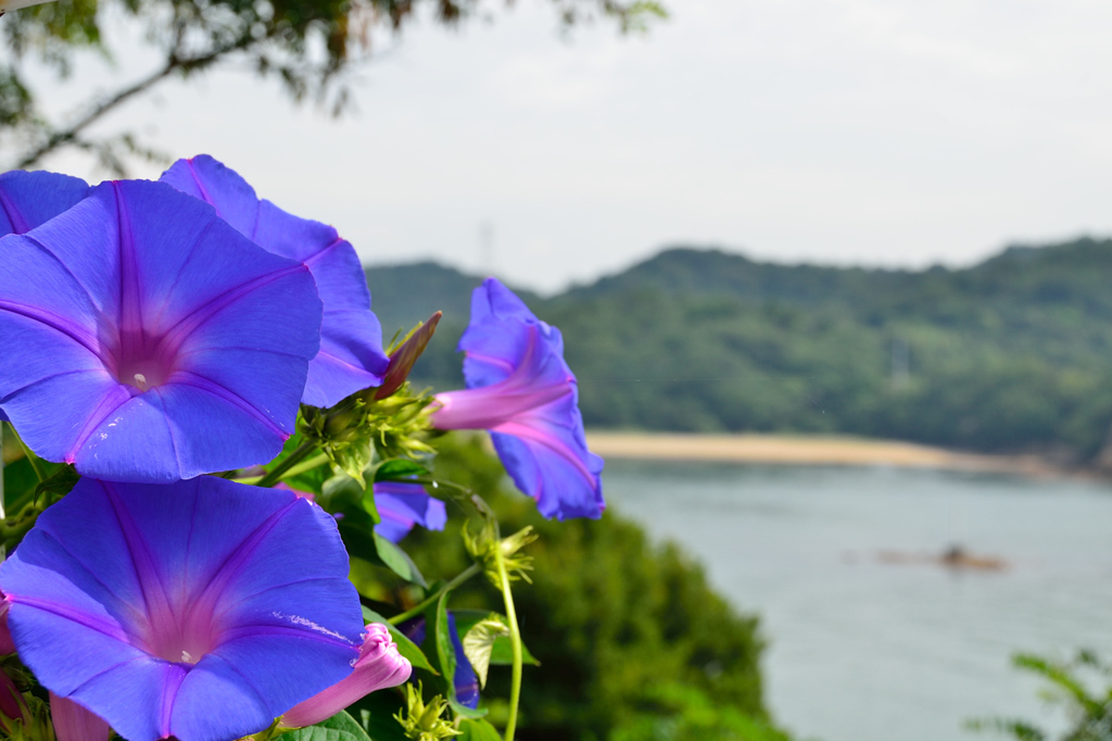 夏の顔