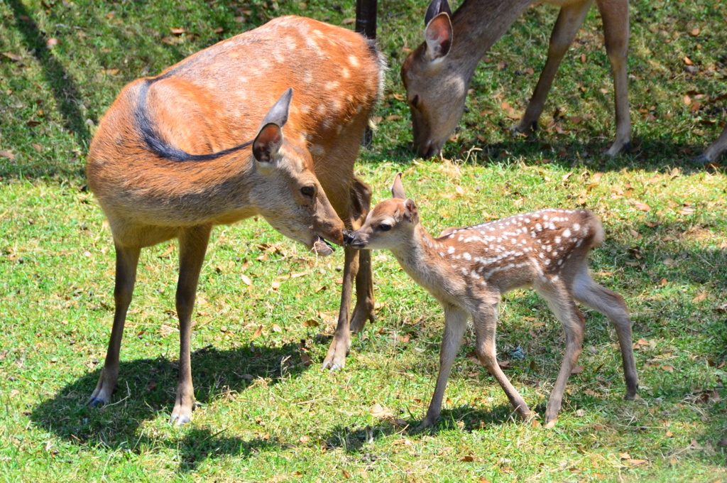 親子のふれあい