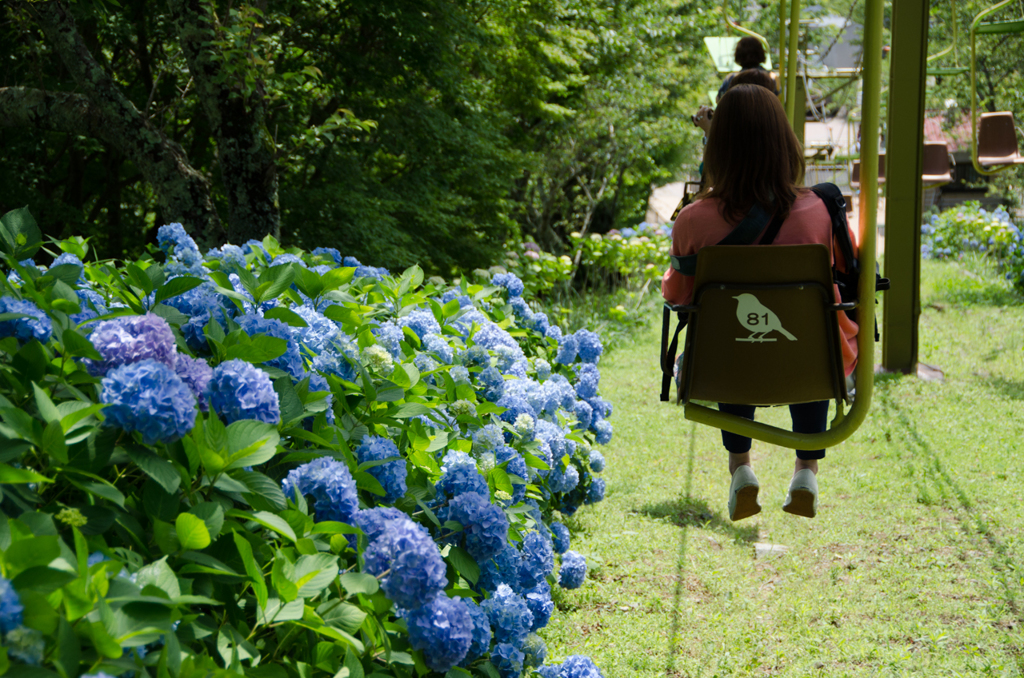 She and Hydrangea