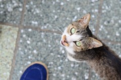 見つめる