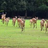 夏の鹿寄せ-3