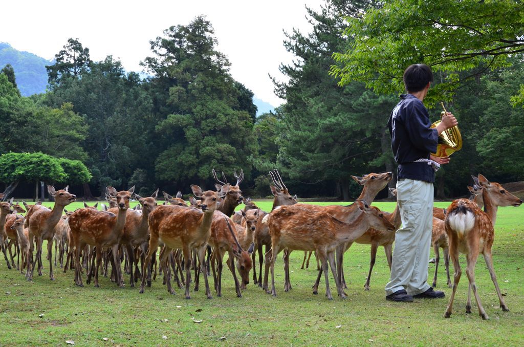 夏の鹿寄せ-5