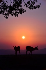 夕暮れ時の若草山