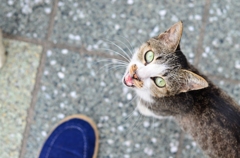 Street cat of olive Island