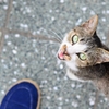 Street cat of olive Island