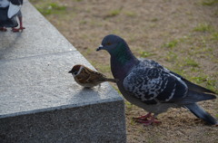 ついていきます