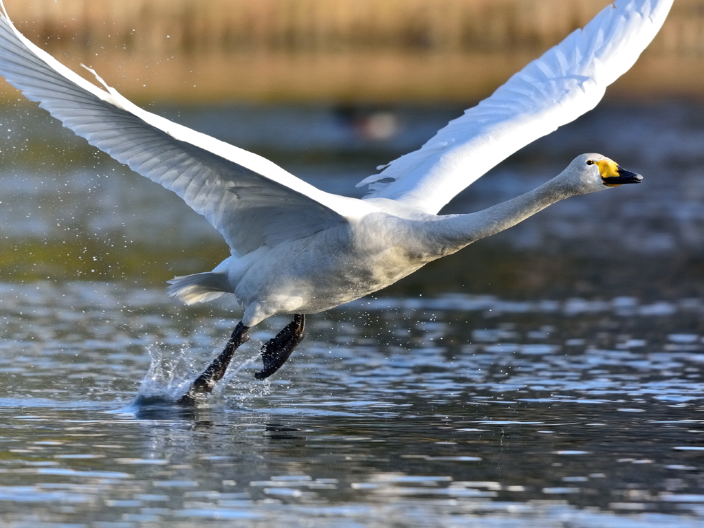 白鳥の飛び立ち・１