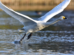 白鳥の飛び立ち・１