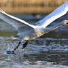 白鳥の飛び立ち・１