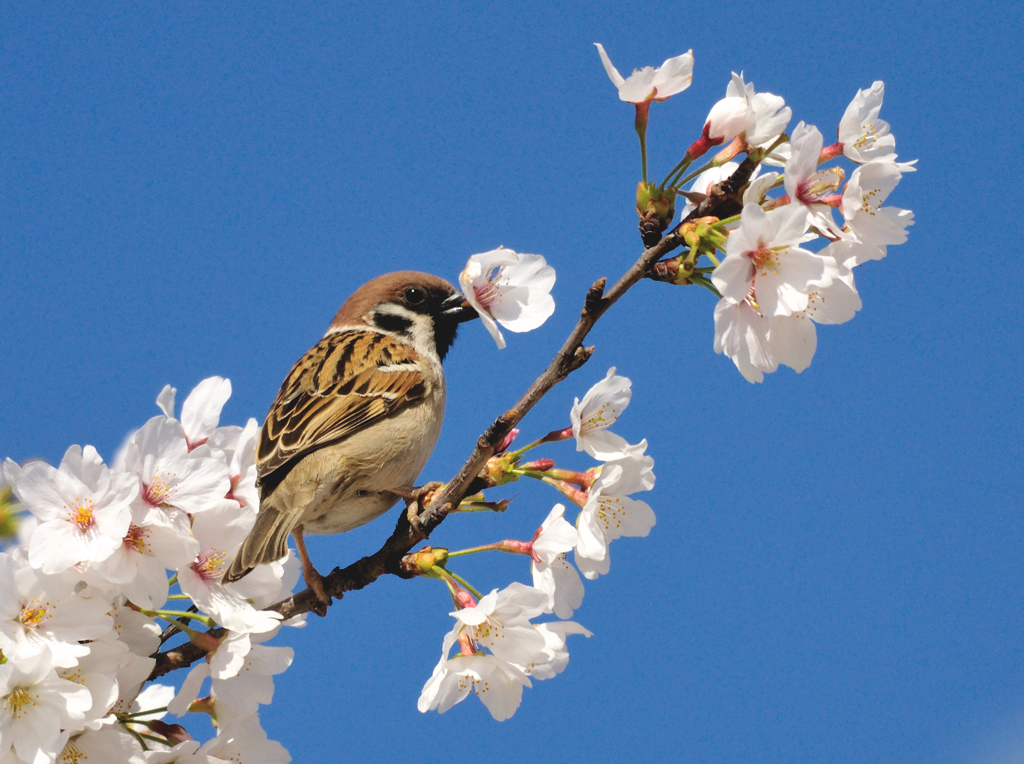 桜スズメ By H Hoshino Id 写真共有サイト Photohito