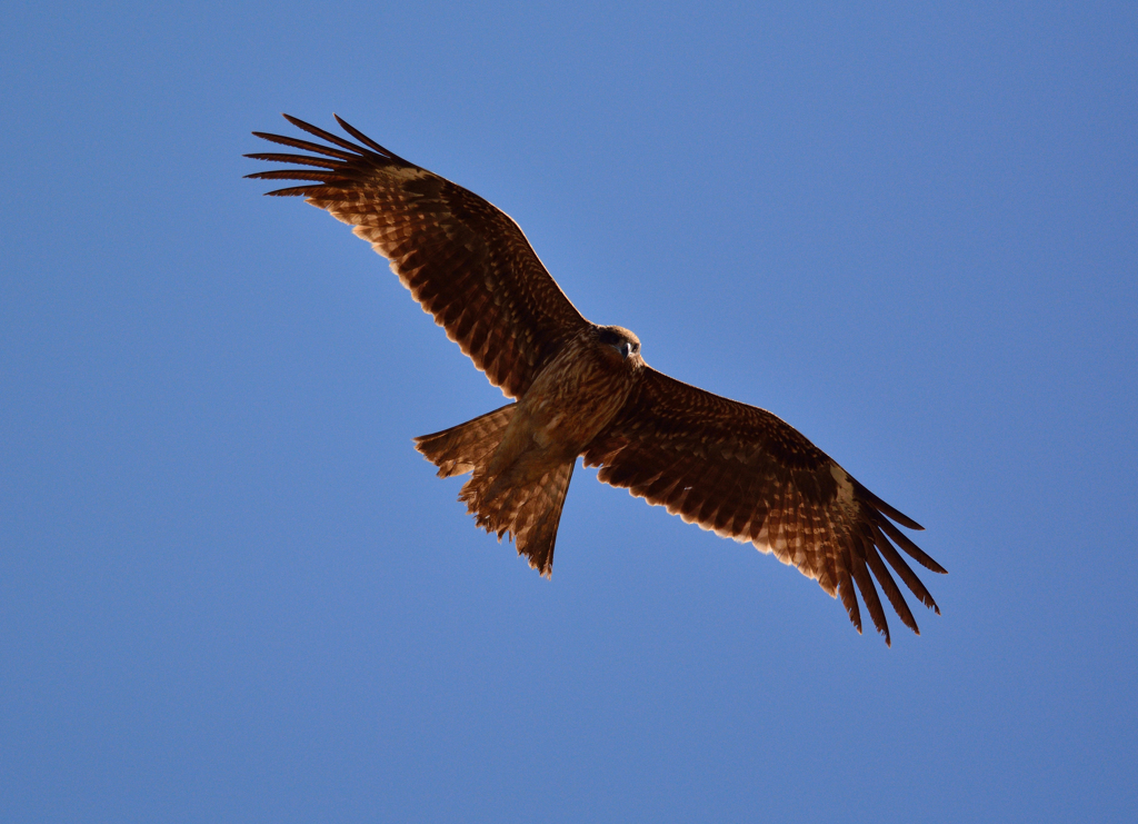 DSC_1387....3....a4