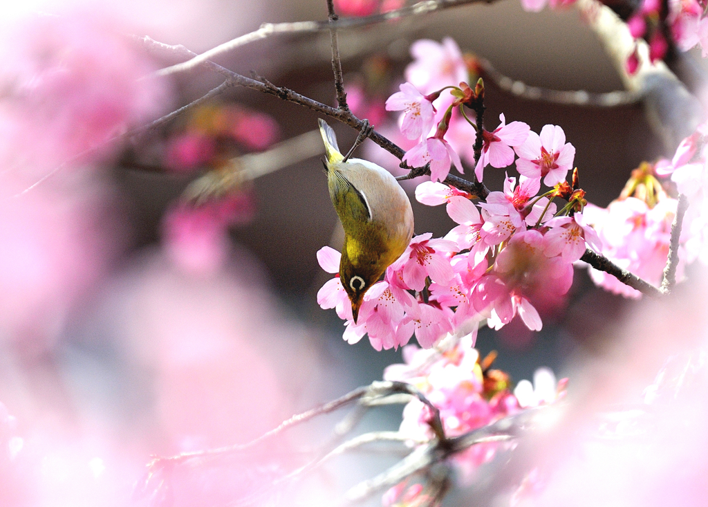 さくらメジロ3