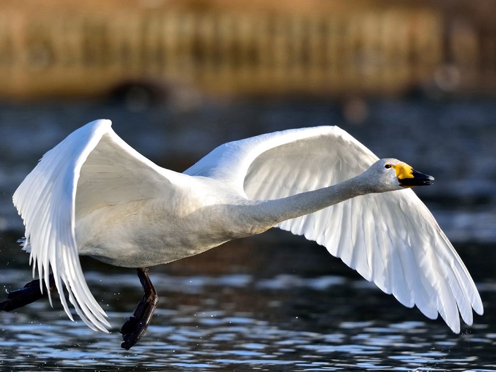 白鳥の飛び立ち・２