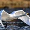 白鳥の飛び立ち・２