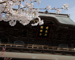 円覚寺と桜