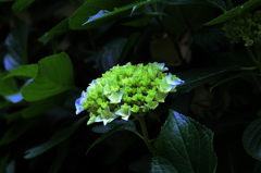 裏山散歩　⑤