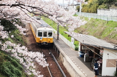 ２０１４春　⑱～桜駅