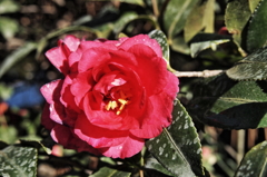 赤く咲いても冬の花