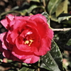 赤く咲いても冬の花