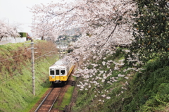 ２０１４春　⑰～桜駅