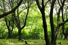 裏山散歩　③